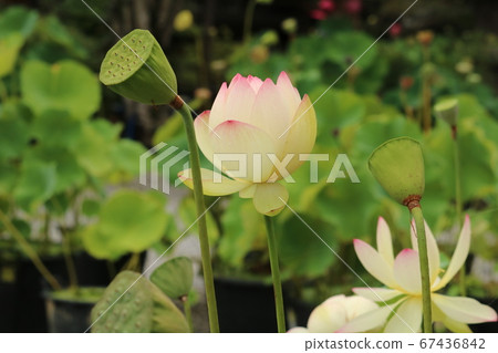 蓮花 蓮花 67436842