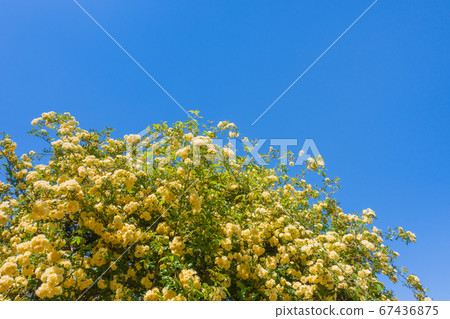 Yellow Mokkobara [Rosa Banksiae Lutea] 67436875