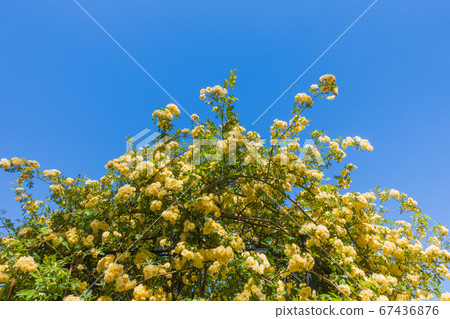 Yellow Mokkobara [Rosa Banksiae Lutea] 67436876