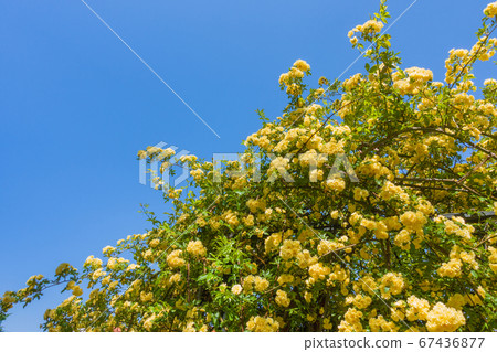 Yellow Mokkobara [Rosa Banksiae Lutea] 67436877