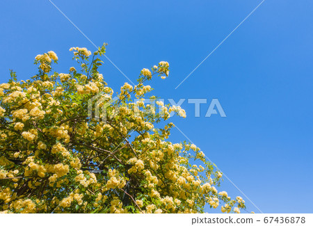 黃色Mokkobara [Rosa Banksiae Lutea] 67436878