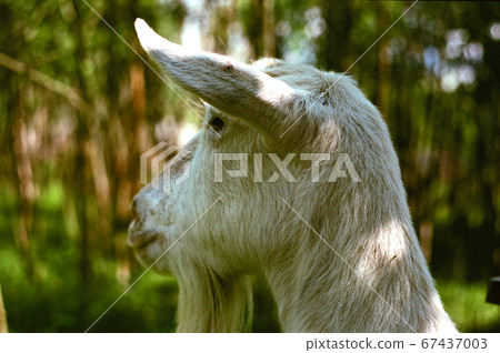 goat looking into the distance against a forest goat looking into the distance against a forest 67437003