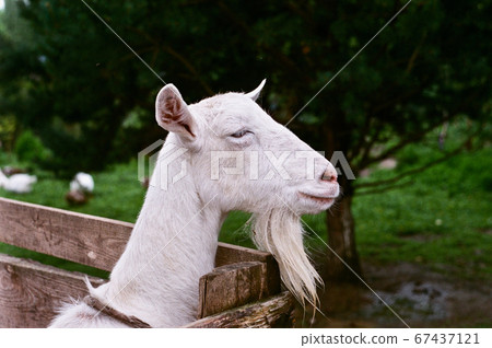 goat on looks and dreams goat on looks and dreams 67437121