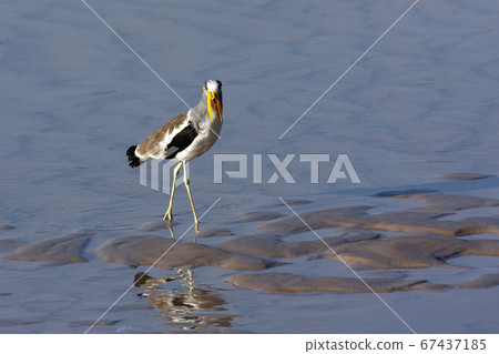 African Wattled Lapwing - Botswana 67437185