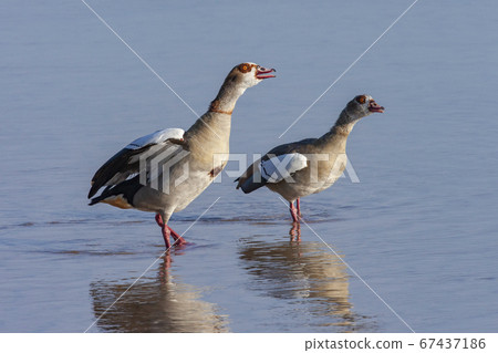 Egyptian Goose (Alopochen aegyptiaca) 67437186