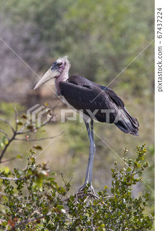 Marabou Stork (Leptoptilos crumenifer) - Zimbabwe Marabou Stork (Leptoptilos crumenifer) - Zimbabwe 67437224