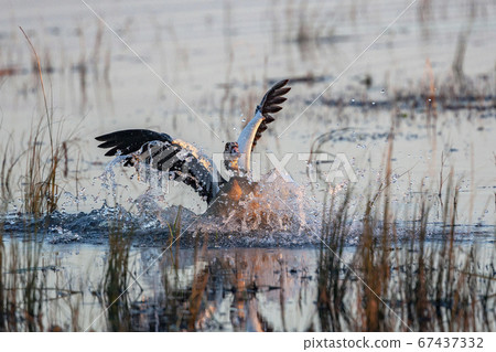 Egyptian Goose (Alopochen aegyptiaca) - Botswana Egyptian Goose (Alopochen aegyptiaca) - Botswana 67437332