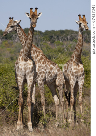 Three Giraffe (Giraffa camelopardalis) Botswana Three Giraffe (Giraffa camelopardalis) Botswana 67437343