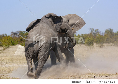 Two African Bull Elephants fighting - Botswana 67437434