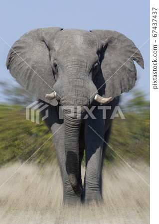 African Bull Elephant Charging - Botswana 67437437