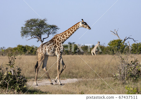 Giraffe (Giraffa camelopardalis) Botswana 67437511
