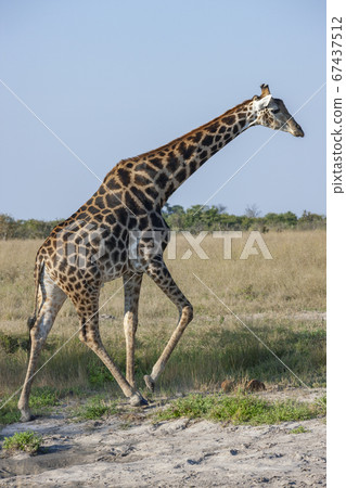 Giraffe (Giraffa camelopardalis) Botswana 67437512