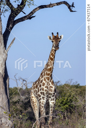 Giraffe (Giraffa camelopardalis) Botswana 67437514