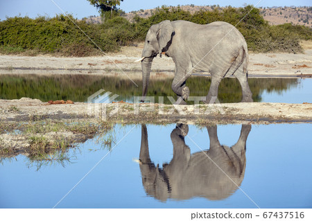 African Elephant - Botswana African Elephant - Botswana 67437516