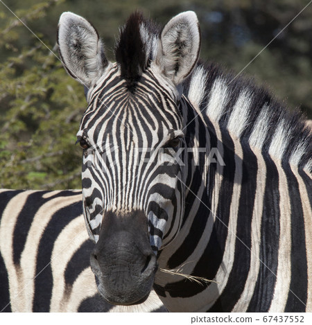 Plains Zebra (Equus quagga) - Botswana Plains Zebra (Equus quagga) - Botswana 67437552