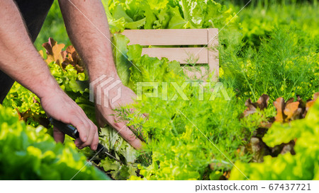 A man harvests green lettuce leaves A man harvests green lettuce leaves 67437721