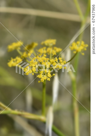 Common fennel 67437966