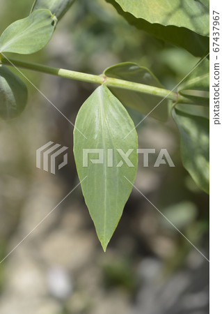 Red valerian Red valerian 67437967