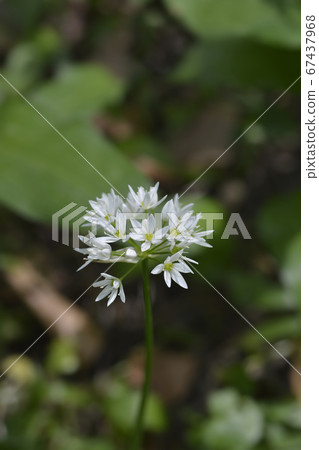 Wild garlic 67437968