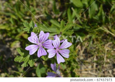 Common mallow Common mallow 67437973