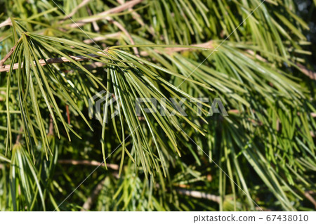 Japanese umbrella pine 67438010