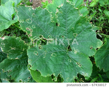 玉米根蟲引起的危害 玉米根蟲引起的危害 67438017