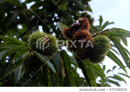 Chestnut Chestnut 67438018