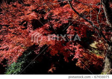 Scenery of a walk course in autumn colors in Taku City, Saga Prefecture 67438075