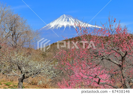 [靜岡縣]岩本山公園梅園和富士山 67438146