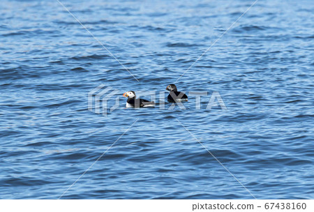 Two puffin birds floating in the blue sea Two puffin birds floating in the blue sea 67438160