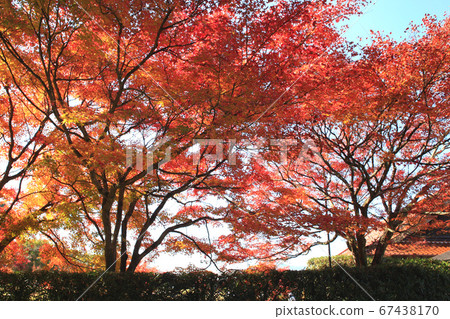 Scenery of a walk course in autumn colors in Taku City, Saga Prefecture 67438170