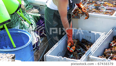 Live Maine lobsters being sorted by fisherman on Live Maine lobsters being sorted by fisherman on 67438379