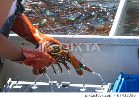 Fisherman holding Live Maine Lobster while sorting Fisherman holding Live Maine Lobster while sorting 67438380