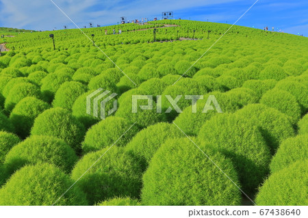 [Ibaraki] Green leaf Kokia at Hitachi Seaside Park 67438640