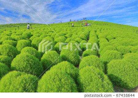 [Ibaraki] Green leaf Kokia at Hitachi Seaside Park 67438644