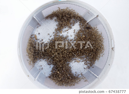 Group of Dead mosquito from insect trap in tray Group of Dead mosquito from insect trap in tray 67438777