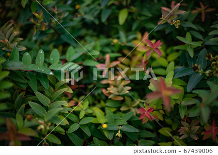 Leaf beetle 67439006