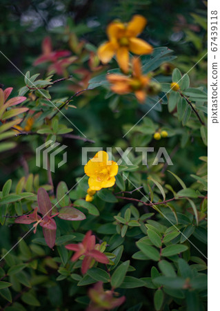 Green budworm flower surrounded by greenery 67439118