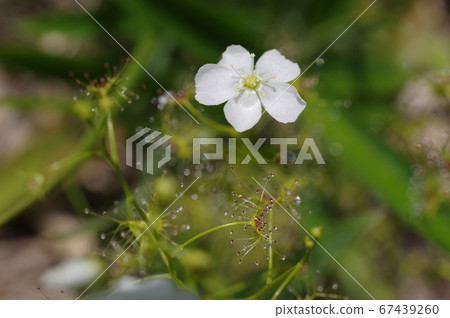 White flowers White flowers 67439260