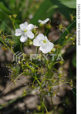 白花 白花 67439261