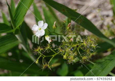 White flowers White flowers 67439262
