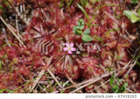 Red flower of moss Red flower of moss 67439263