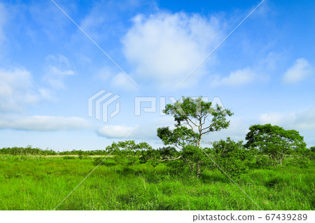 Ku路沼澤國家公園的新鮮綠色草原Onnenai木棧道 67439289