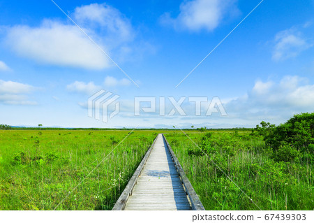 Ku路沼澤國家公園的新鮮綠色草原Onnenai木棧道 67439303