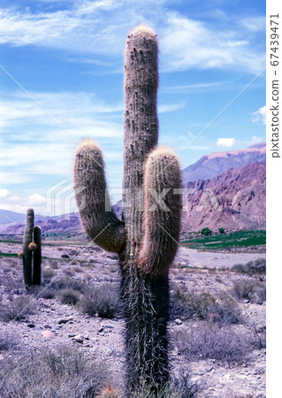 Cactus in Jujuy Province - Northern Argentina Cactus in Jujuy Province - Northern Argentina 67439471