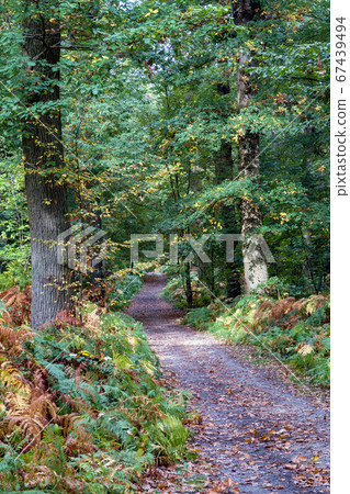 Pathway in the autumn forest - Saint Germain 67439494