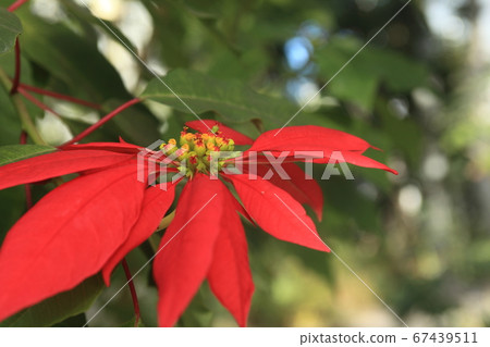 Poinsettia Poinsettia 67439511