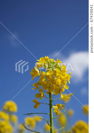 強姦開花 67439841
