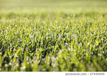 dew green grass dew green grass 67440040