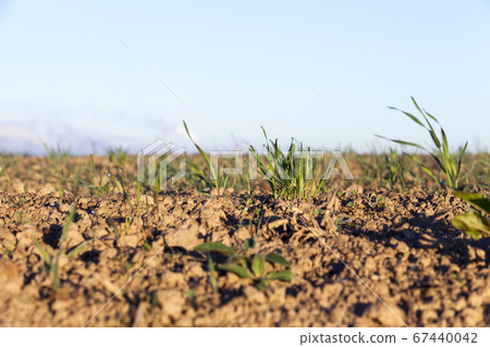 water on the green grass 67440042
